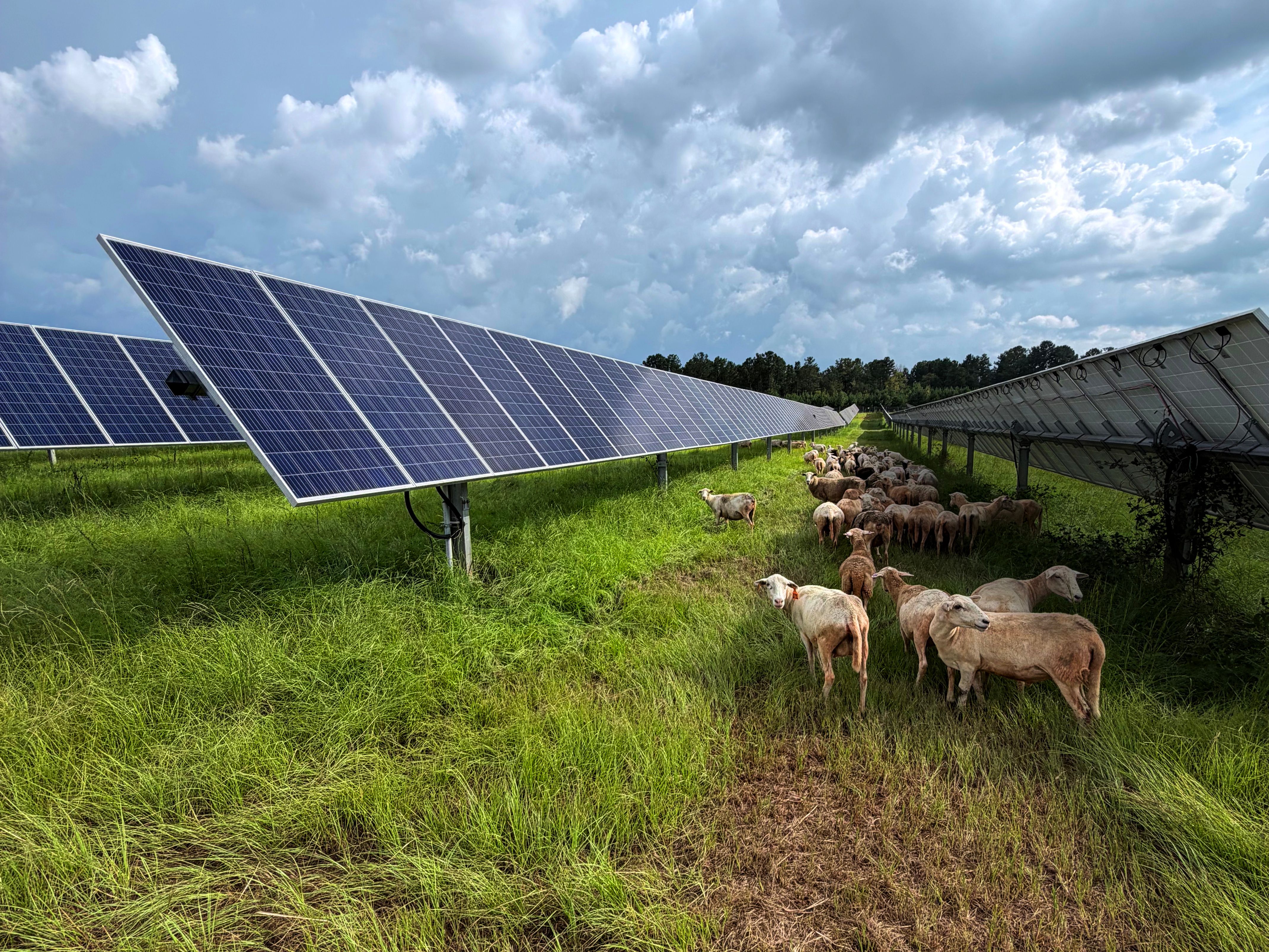 Sheep grazing tall grass between rows of solar panels under a cloudy sky